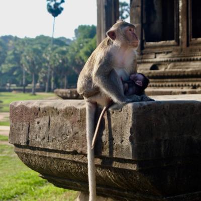 Ankor Wats Temples 024