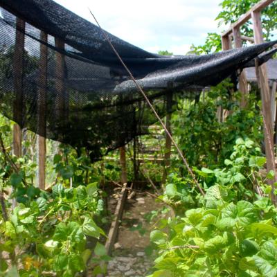 R Haiti Clean Water Pump And Sustainable Garden On Pr Compound 21 35858954522 O
