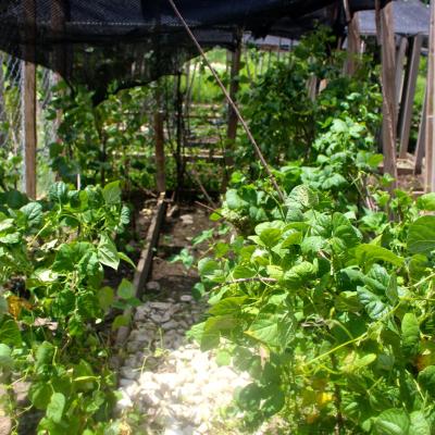 R Haiti Clean Water Pump And Sustainable Garden On Pr Compound 22 35219804003 O