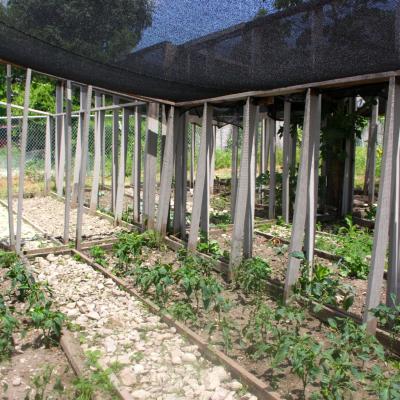 R Haiti Clean Water Pump And Sustainable Garden On Pr Compound 24 35896295861 O